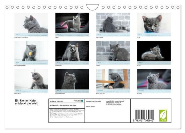 Produktbild: Ein kleiner Kater entdeckt die Welt! (Wandkalender 2026 DIN A4 quer), CALVENDO Monatskalender