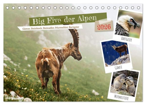 Produktbild: Big Five der Alpen G&auml;mse, Steinbock, Murmeltier, Steinadler, Bartgeier (Tischkalender 2026 DIN A5 quer), CALVENDO Monatskalender