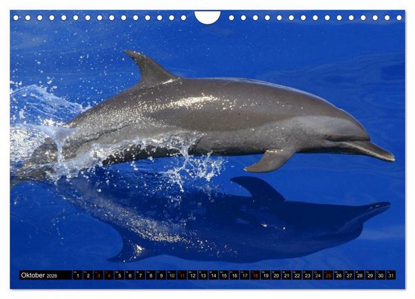 Produktbild: Delfine und Wale (Wandkalender 2026 DIN A4 quer), CALVENDO Monatskalender