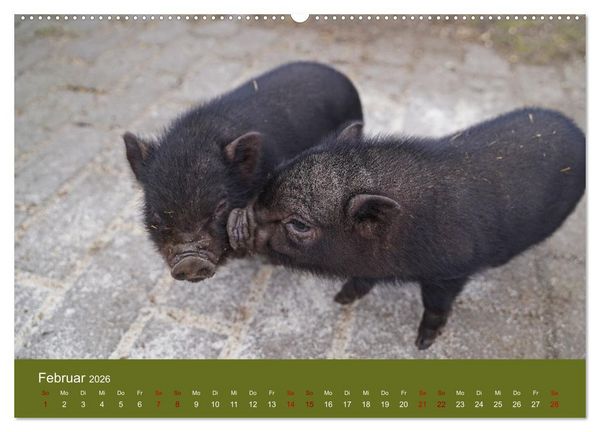 Produktbild: Faszination Minischweine (hochwertiger Premium Wandkalender 2026 DIN A2 quer), Kunstdruck in Hochglanz
