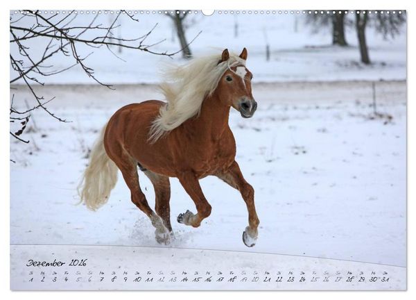 Produktbild: Haflinger-Pferde in Reinzucht (Wandkalender 2026 DIN A2 quer), CALVENDO Monatskalender