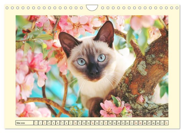 Produktbild: Edle Siamkatzen. Anmut und Charakter im Spiel mit der Natur (Wandkalender 2026 DIN A4 quer), CALVENDO Monatskalender