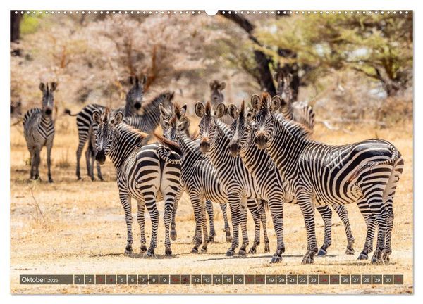 Produktbild: Safari in Tansania (Wandkalender 2026 DIN A2 quer), CALVENDO Monatskalender