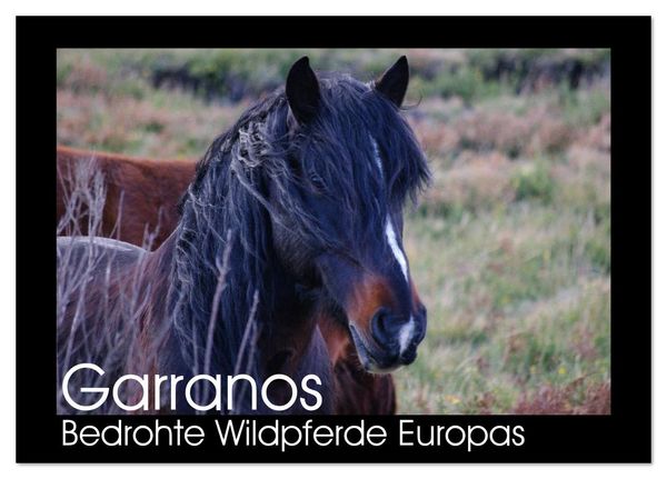 Produktbild: Garranos - Bedrohte Wildpferde Europas (Tischkalender 2026 DIN A5 quer), CALVENDO Monatskalender
