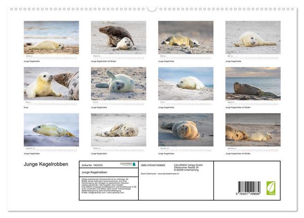 Produktbild: Junge Kegelrobben (hochwertiger Premium Wandkalender 2026 DIN A2 quer), Kunstdruck in Hochglanz