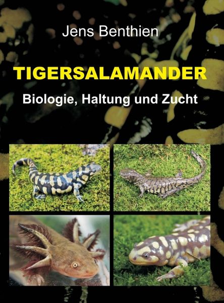 Produktbild: Tigersalamander