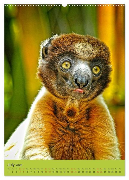 Produktbild: Adorable lemurs (Wall Calendar 2026 DIN A2 portrait), CALVENDO 12 Month Wall Calendar
