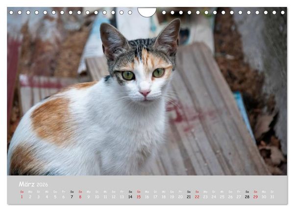 Produktbild: Katzen des S&uuml;dens (Wandkalender 2026 DIN A4 quer), CALVENDO Monatskalender