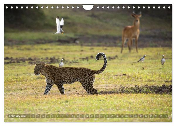 Produktbild: Zambia (Wall Calendar 2026 DIN A4 landscape), CALVENDO 12 Month Wall Calendar
