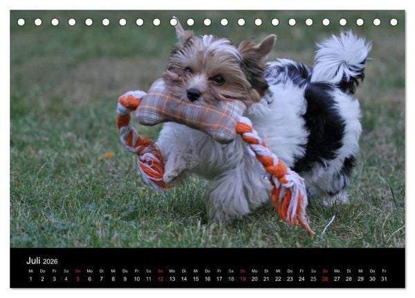 Produktbild: Mit dem Yorki durch das Jahr 2026 (Tischkalender 2026 DIN A5 quer), CALVENDO Monatskalender