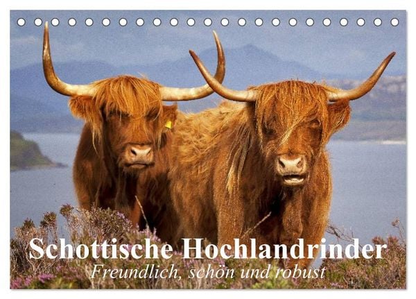 Produktbild: Schottische Hochlandrinder. Freundlich, sch&ouml;n und robust (Tischkalender 2026 DIN A5 quer), CALVENDO Monatskalender
