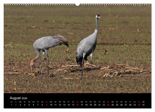Produktbild: Kranich-Land Brandenburg (hochwertiger Premium Wandkalender 2026 DIN A2 quer), Kunstdruck in Hochglanz