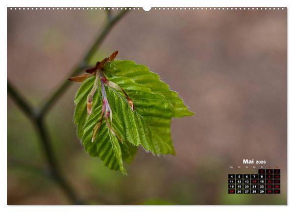 Produktbild: B&auml;ume im Detail (hochwertiger Premium Wandkalender 2026 DIN A2 quer), Kunstdruck in Hochglanz