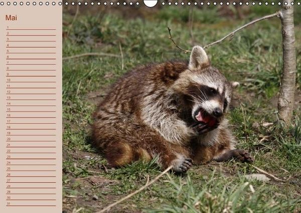 Produktbild: Waschb&auml;ren / Geburtstagskalender (Wandkalender immerw&auml;hrend DIN A3 quer)