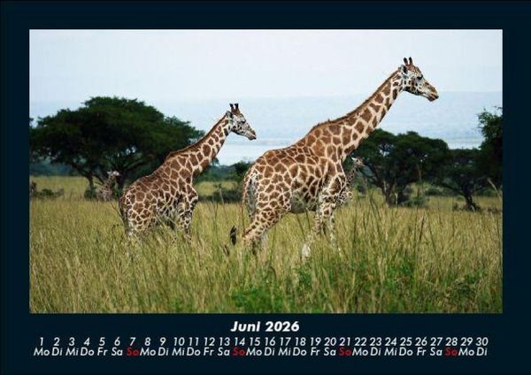 Produktbild: Giraffen 2026 Fotokalender DIN A5