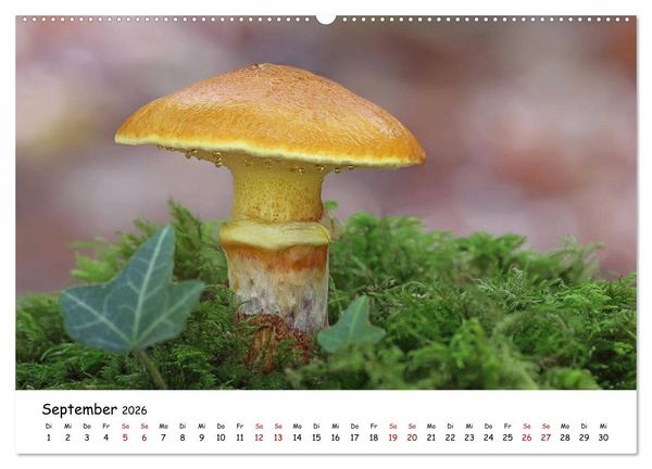 Produktbild: Pilzgalerie - Heimische Pilze von ihrer sch&ouml;nsten Seite (Wandkalender 2026 DIN A2 quer), CALVENDO Monatskalender
