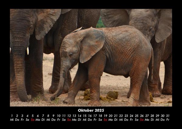 Produktbild: Der Tierkalender 2025 Fotokalender DIN A3