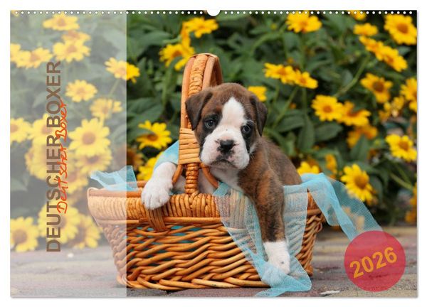 Deutscher Boxer 2026 (Wandkalender 2026 DIN A2 quer), CALVENDO Monatskalender