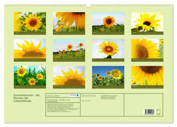 Produktbild: Sonnenblumen - die Blumen der Lebensfreude (Wandkalender 2026 DIN A2 quer), CALVENDO Monatskalender