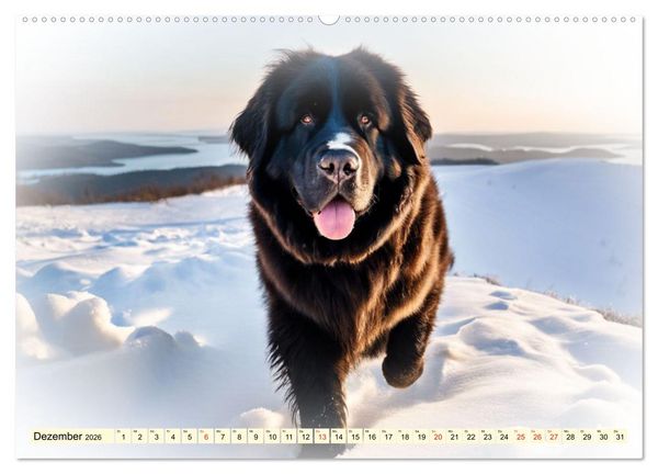 Produktbild: Rasseportraits - Hunde (Wandkalender 2026 DIN A2 quer), CALVENDO Monatskalender