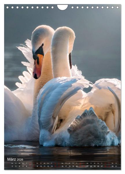 Produktbild: Der Schwan (Wandkalender 2026 DIN A4 hoch), CALVENDO Monatskalender