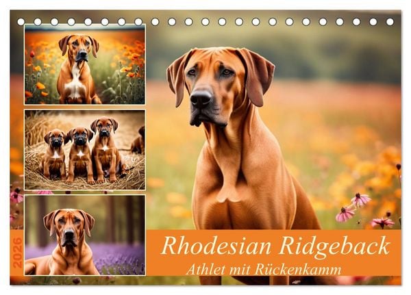 Rhodesian Ridgeback - Athlet mit Rückenkamm (Tischkalender 2026 DIN A5 quer), CALVENDO Monatskalender