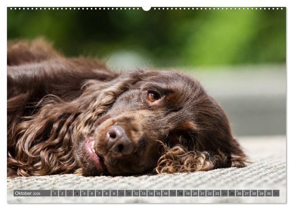 Produktbild: English Cocker Spaniels - Ein Spaziergang im Park (hochwertiger Premium Wandkalender 2026 DIN A2 quer), Kunstdruck in Hochglanz