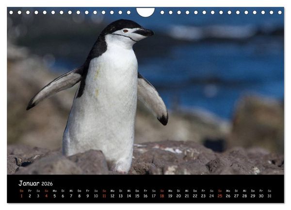 Produktbild: Pinguine aus aller Welt (Wandkalender 2026 DIN A4 quer), CALVENDO Monatskalender