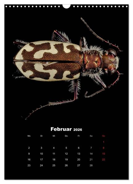 Produktbild: Schillernde Insektenwelt (Wandkalender 2026 DIN A3 hoch), CALVENDO Monatskalender