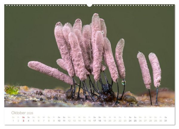 Produktbild: FASZINATION PILZE 2026 (Wandkalender 2026 DIN A2 quer), CALVENDO Monatskalender