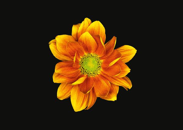 Produktbild: The Blooming Book