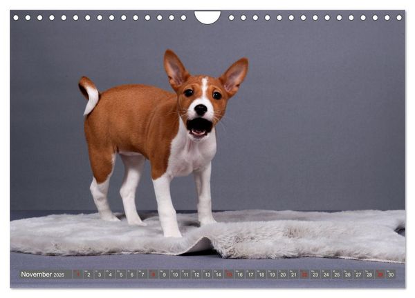 Produktbild: Eine Reise in die Welt der Basenjis (Wandkalender 2026 DIN A4 quer), CALVENDO Monatskalender