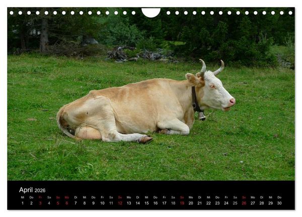 Produktbild: Die Welt der K&uuml;he (Wandkalender 2026 DIN A4 quer), CALVENDO Monatskalender