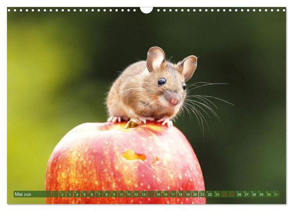 Produktbild: Zauberhafte M&auml;use: Von wegen nur Grau (Wandkalender 2026 DIN A3 quer), CALVENDO Monatskalender