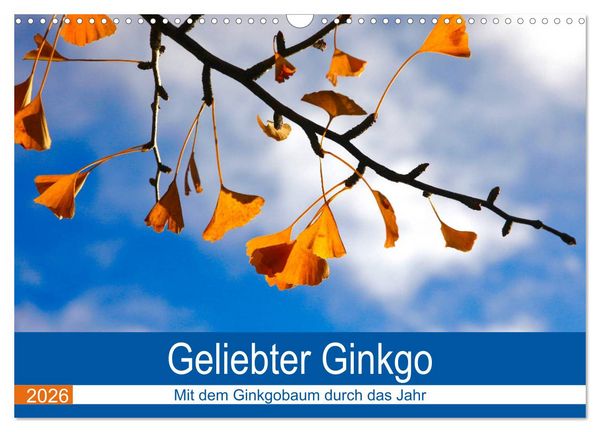 Produktbild: Geliebter Ginkgo (Wandkalender 2026 DIN A3 quer), CALVENDO Monatskalender