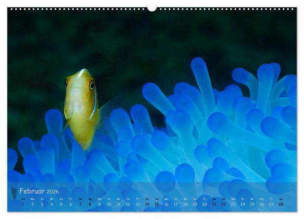 Produktbild: Anemonenfische - Streitbare Gesellen (Wandkalender 2026 DIN A2 quer), CALVENDO Monatskalender