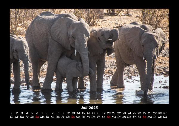 Produktbild: Der Elefantenkalender 2025 Fotokalender DIN A3