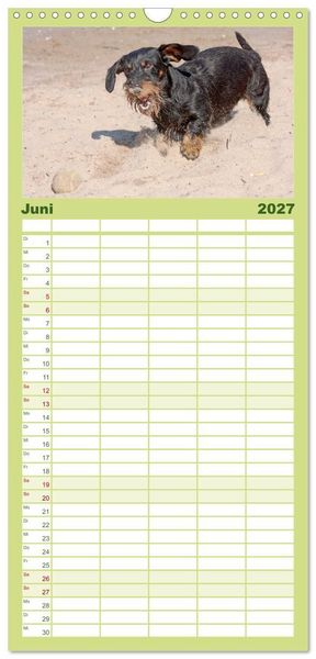 Produktbild: Familienplaner 2027 - Liebenswerte Rabauken - Rauhaardackel mit 5 Spalten (Wandkalender, 21 x 45 cm) CALVENDO