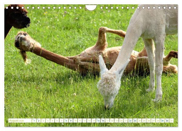 Produktbild: Unvergessliche Begegnungen mit Alpakas (Wandkalender 2026 DIN A4 quer), CALVENDO Monatskalender
