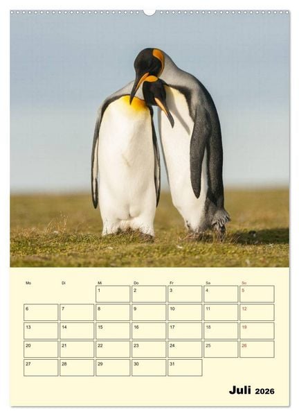 Produktbild: Pinguine. Wackeln im Thermo-Frack (hochwertiger Premium Wandkalender 2026 DIN A2 hoch), Kunstdruck in Hochglanz
