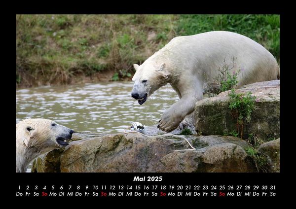 Produktbild: Welt der Tiere 2025 Fotokalender DIN A3