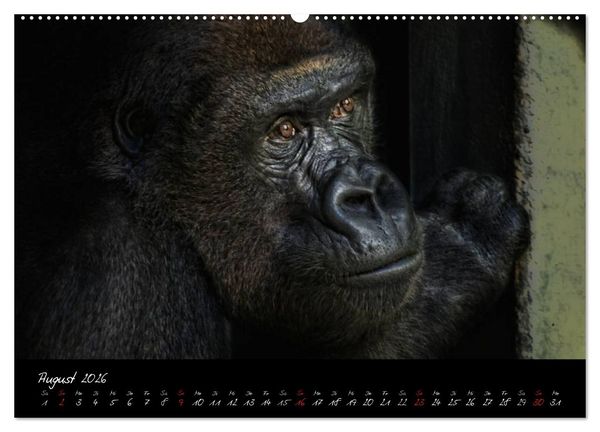 Produktbild: Gorilla (Wandkalender 2026 DIN A2 quer), CALVENDO Monatskalender