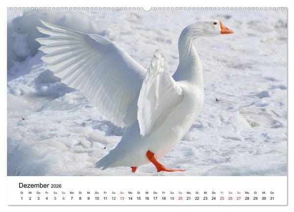 Produktbild: G&auml;nse. Von wegen dumme Gans! (Wandkalender 2026 DIN A2 quer), CALVENDO Monatskalender