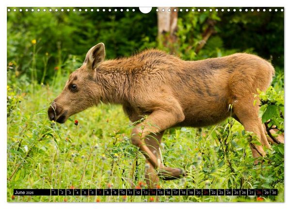 Produktbild: MOOSE Of The Northern Woods (Wall Calendar 2026 DIN A3 landscape), CALVENDO 12 Month Wall Calendar