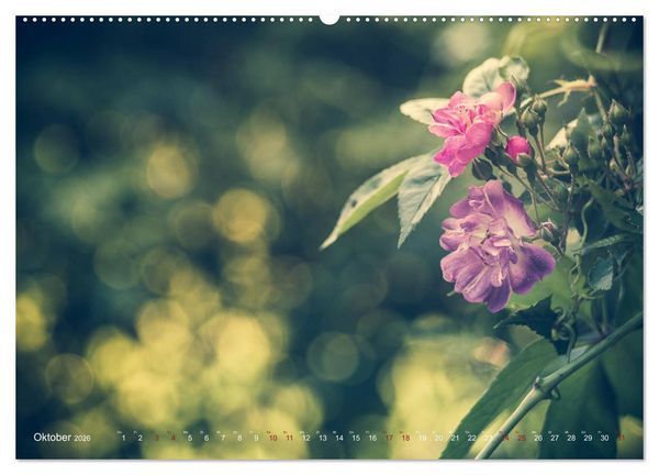Produktbild: Die Welt der Alten Rosen (Wandkalender 2026 DIN A2 quer), CALVENDO Monatskalender