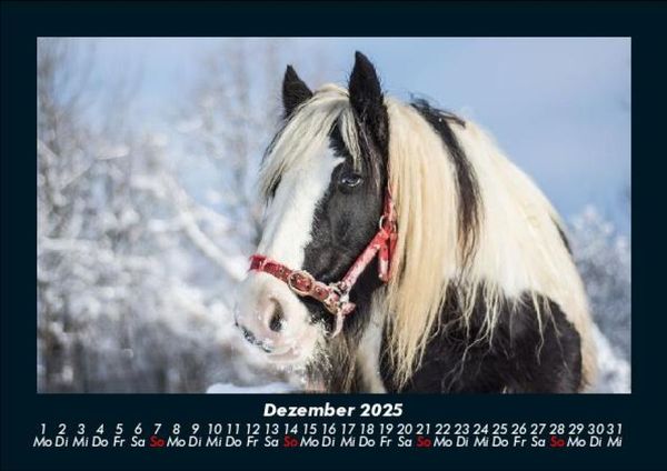 Produktbild: Pferdegefl&uuml;ster 2025 Fotokalender DIN A5