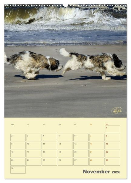 Produktbild: PON-Welpen - jeder Tag ein gro&szlig;es Abenteuer / Planer (Wandkalender 2026 DIN A2 hoch), CALVENDO Monatskalender
