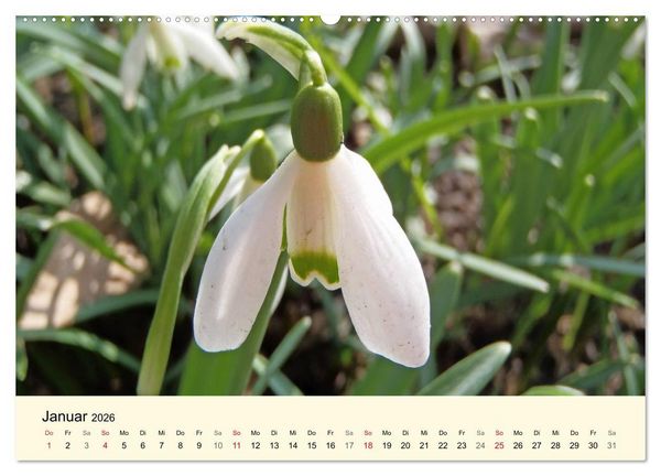 Produktbild: Kraftquelle Gr&uuml;n (hochwertiger Premium Wandkalender 2026 DIN A2 quer), Kunstdruck in Hochglanz
