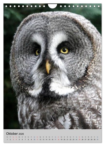 Produktbild: Raubv&ouml;gel - Die J&auml;ger der L&uuml;fte (Wandkalender 2026 DIN A4 hoch), CALVENDO Monatskalender