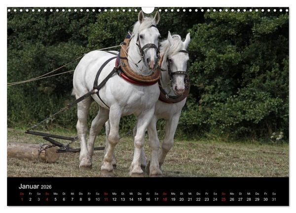 Produktbild: Starke Pferde bei der Arbeit (Wandkalender 2026 DIN A3 quer), CALVENDO Monatskalender